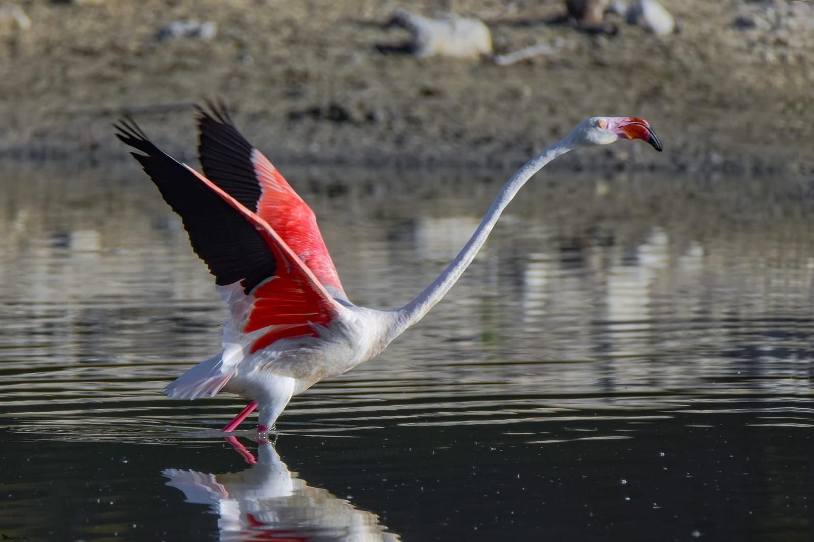 Un flamenco en una laguna de Córdoba.