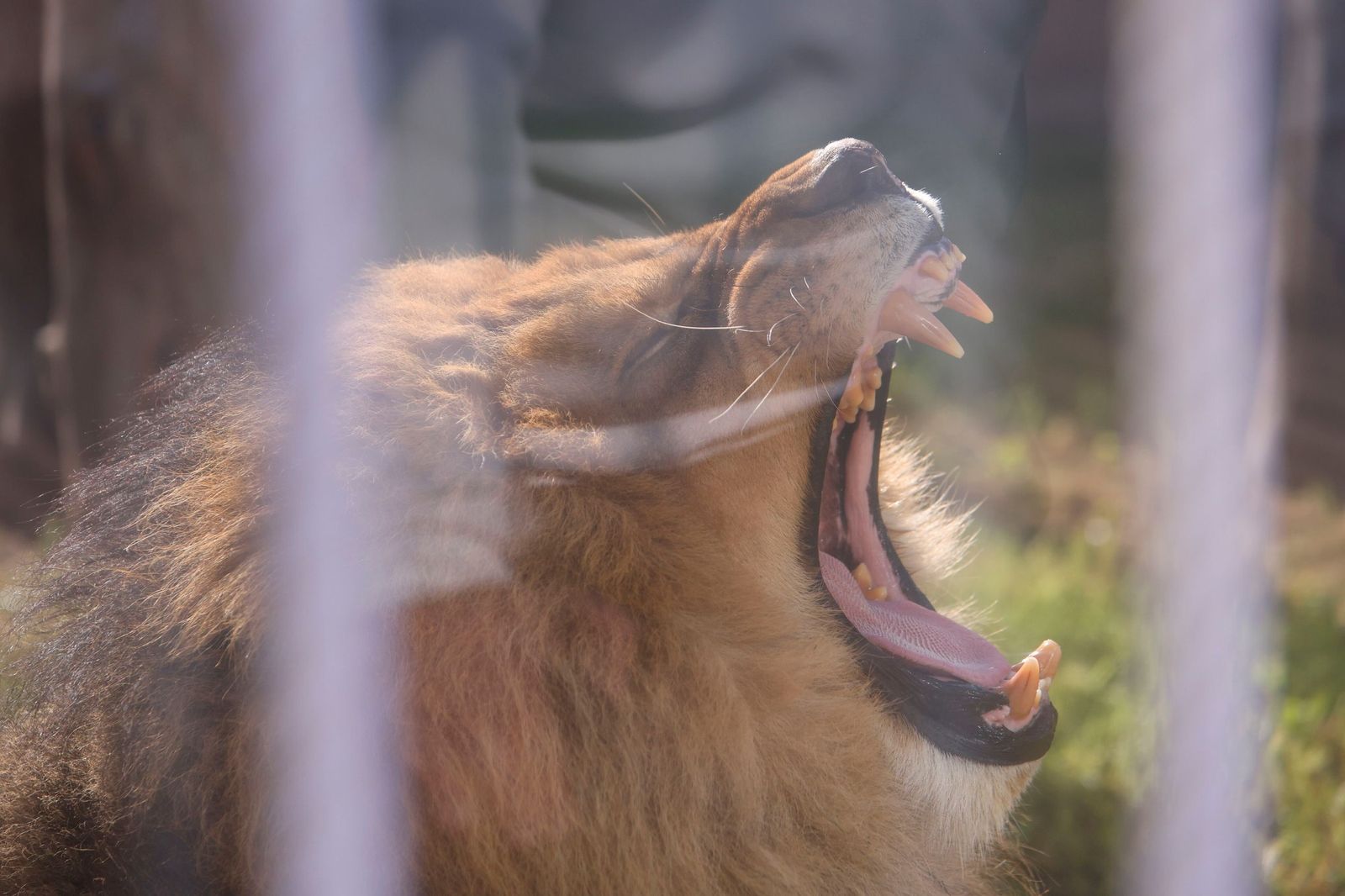 Las mejores imágenes de Zazu y Aissa, la nueva pareja de leones del Zoo de Córdoba