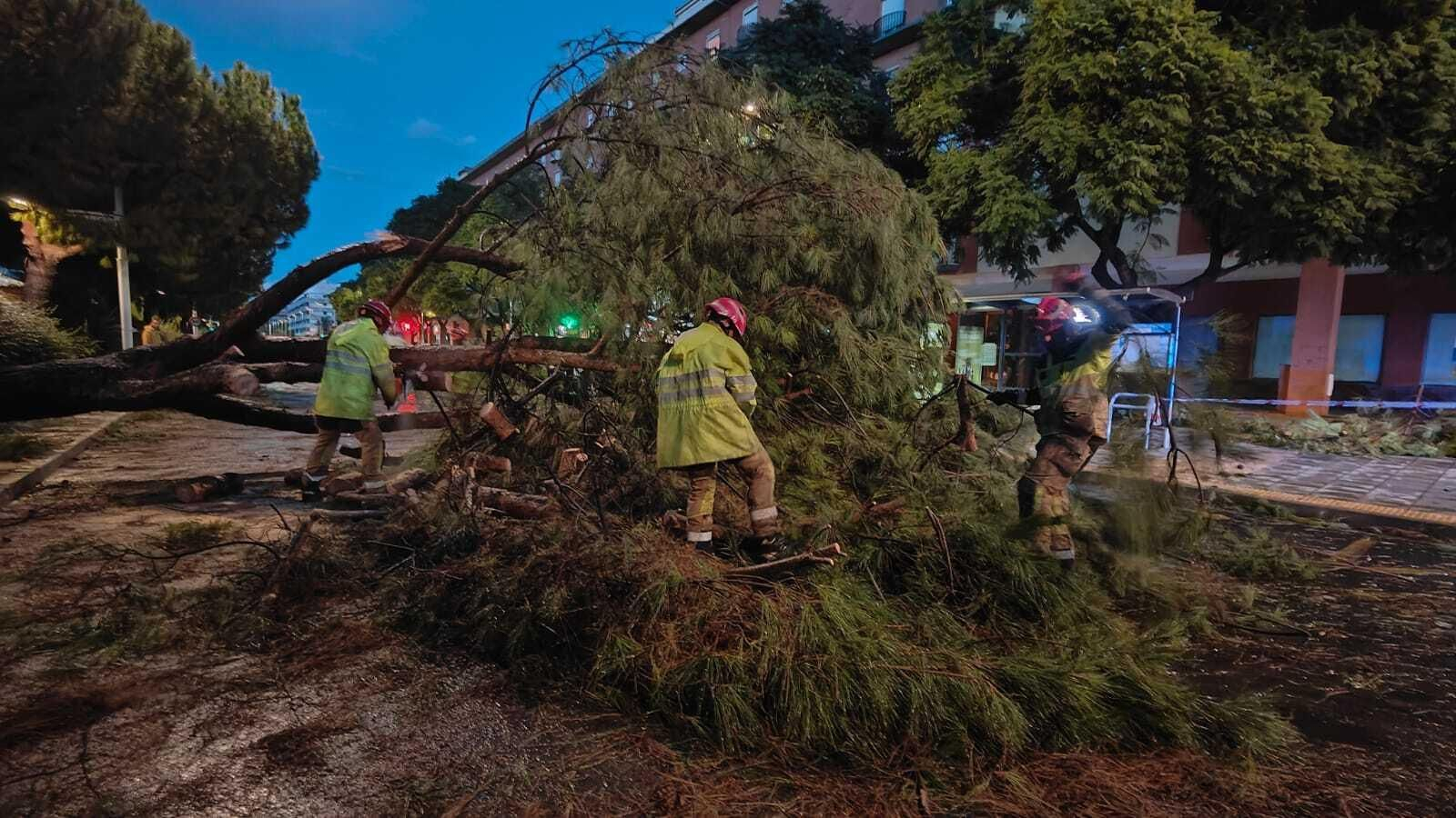 Varios operarios trabajan en la retirada de un árbol caído en la Avenida de Andalucía. Varios operarios trabajan en la retirada de un árbol caído en la Avenida de Andalucía.