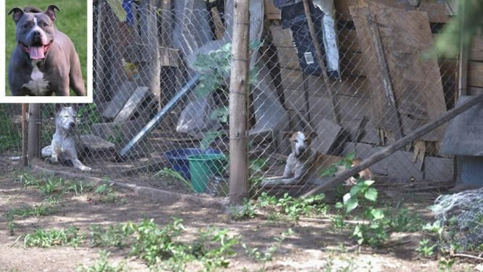 Una mujer pierde el brazo por el ataque de un pitbull y se calla durante días para que no le quiten a sus más de 50 animales