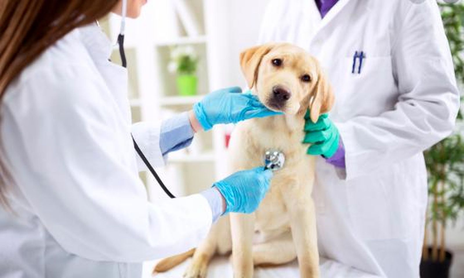 Los veterinarios piden la rebaja del IVA al 10%