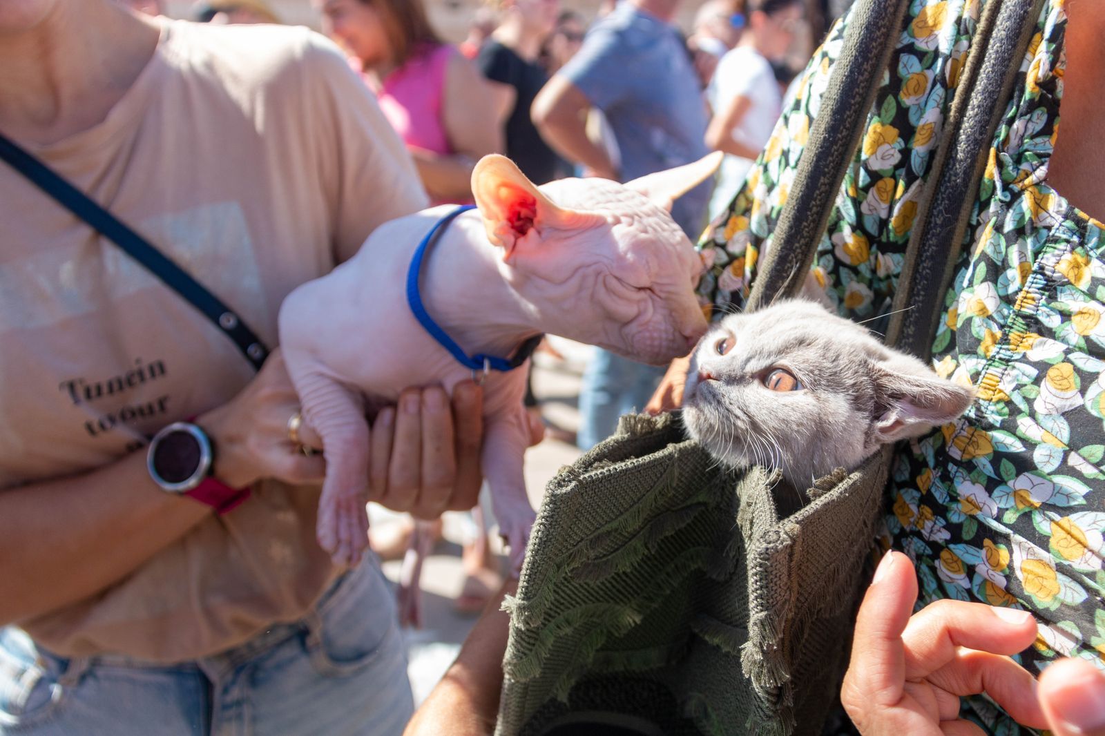 ¿Has estado en el primer desfile solidario de mascotas celebrado en Motril?