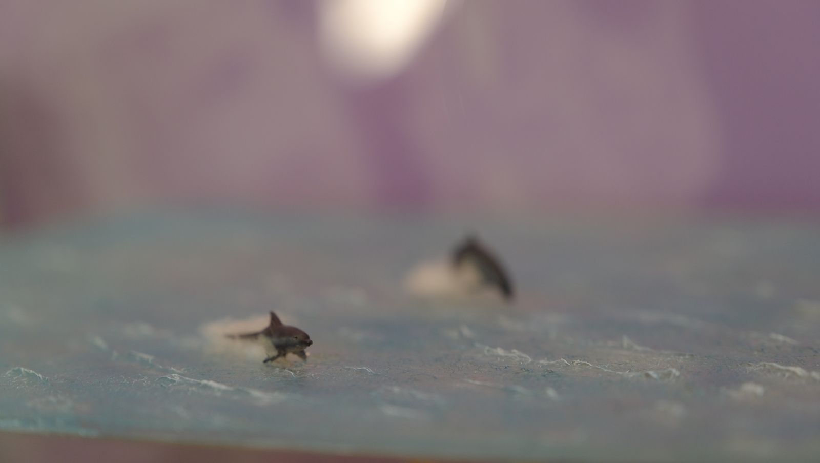 Las mejores imágenes del Pabellón de Historia Natural de la UAL