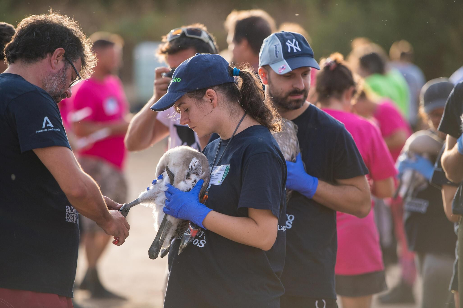 Flamencos en la Laguna de Fuente de Piedra durante el anillamiento (fotos)