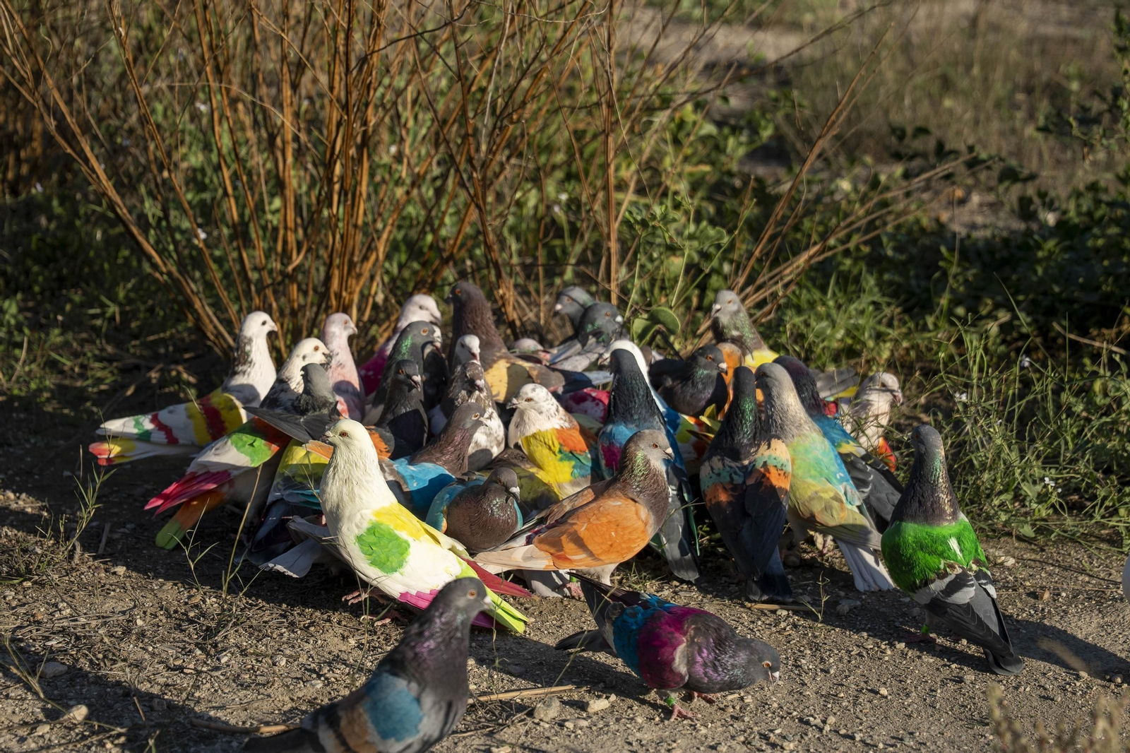 Las mejores imágenes de la suelta de palomos en la Feria de Albox