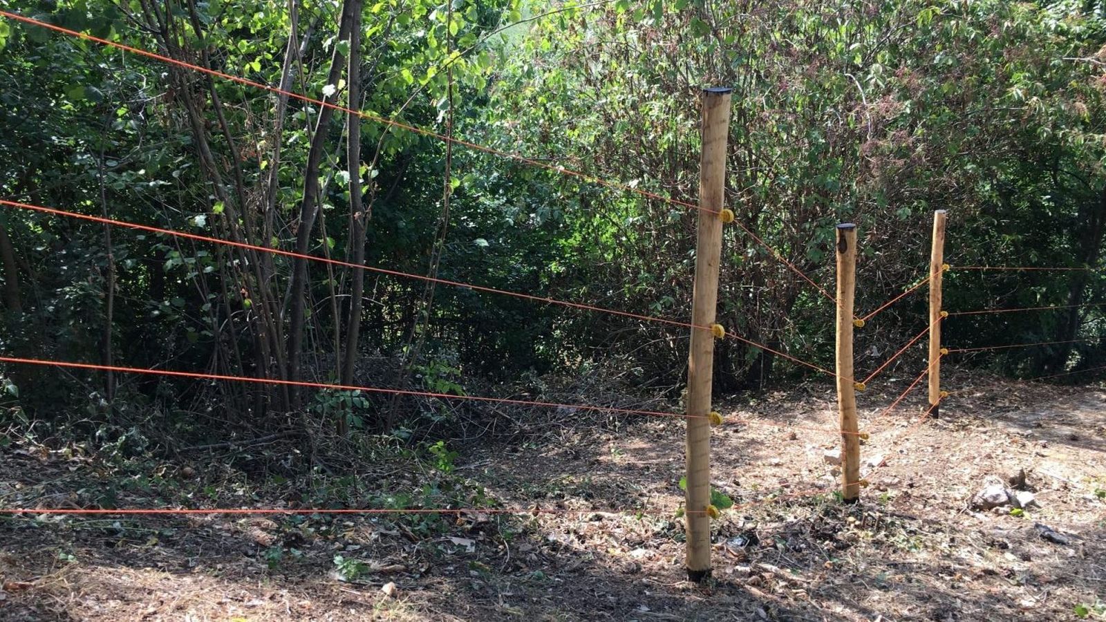 Pastores Eléctricos de Gemi Elettronica: eficiencia máxima sin comprometer la seguridad animal