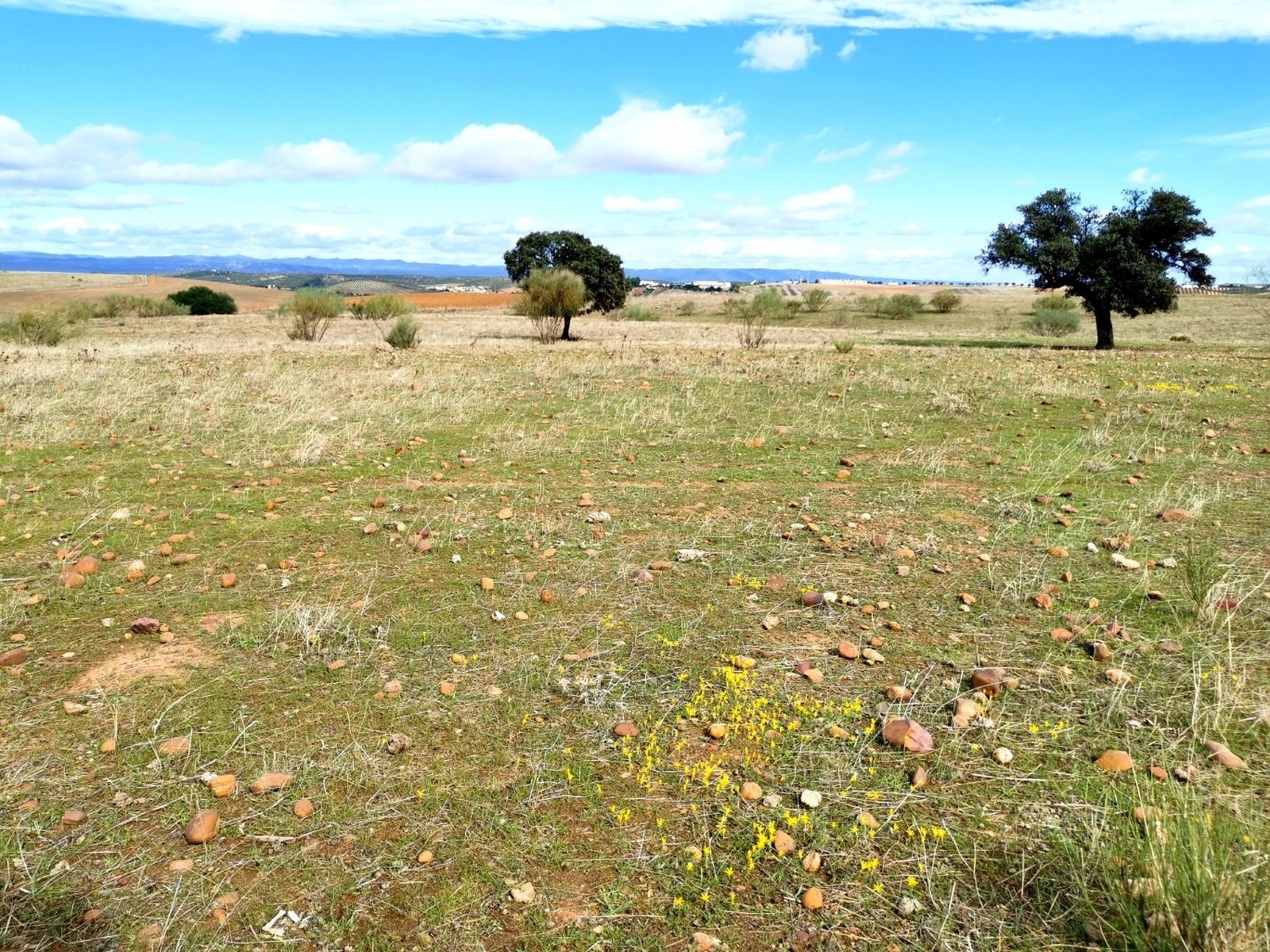 Población de narciso de Cavanillas y al fondo el pueblo de Guadalcázar.
