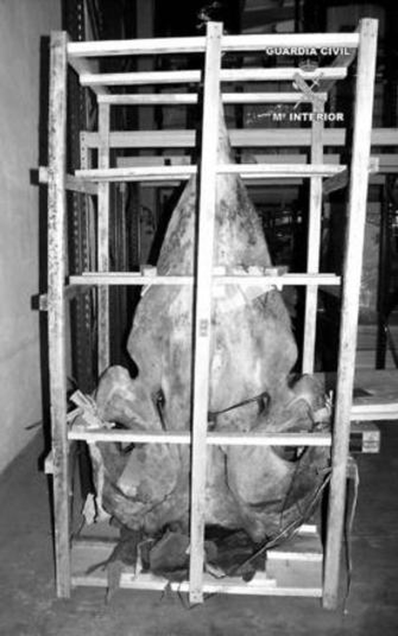 Imagen del cachalote decomisado en el puerto de Algeciras.