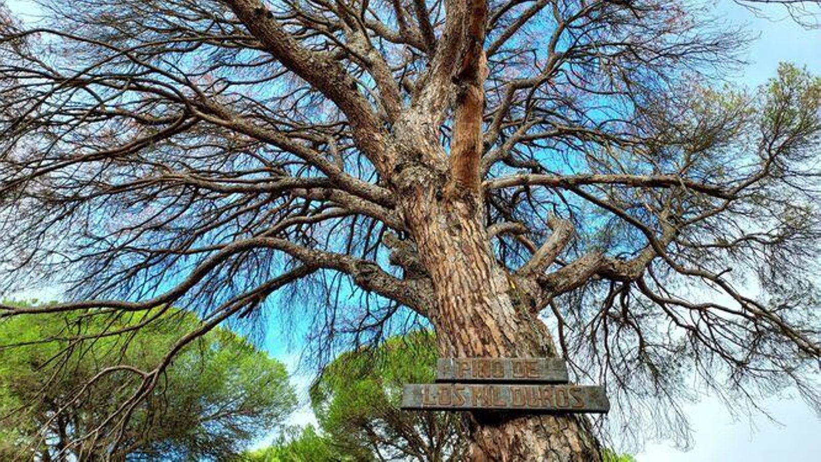 Así era el Pino de los Mil duros