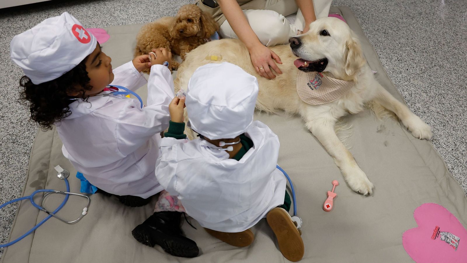 Los perros, 'doctores' de cuatro patas que cambian la rutina hospitalaria de los niños