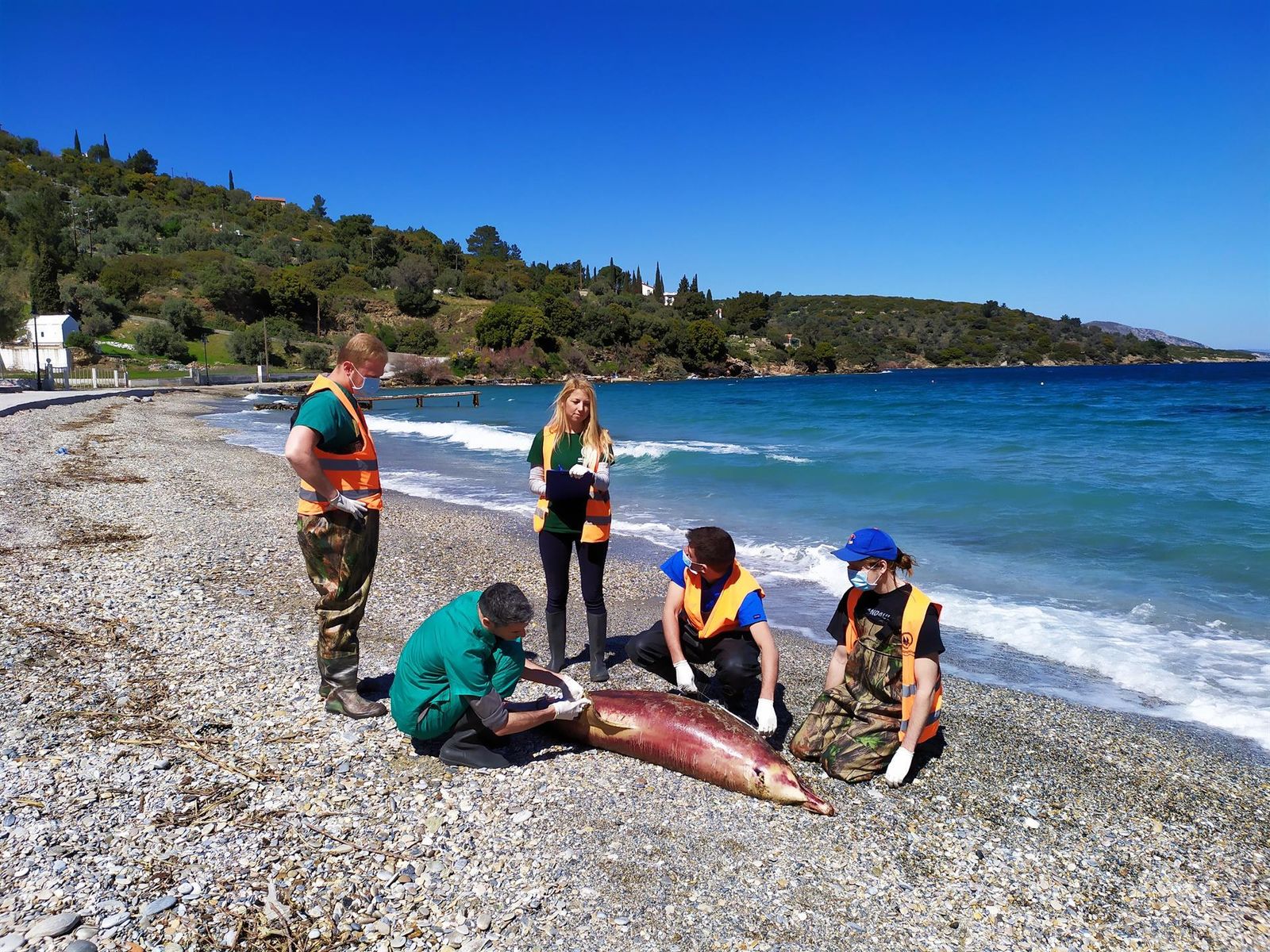 La repetida aparición de ballenas varadas hace saltar las alarmas en Grecia