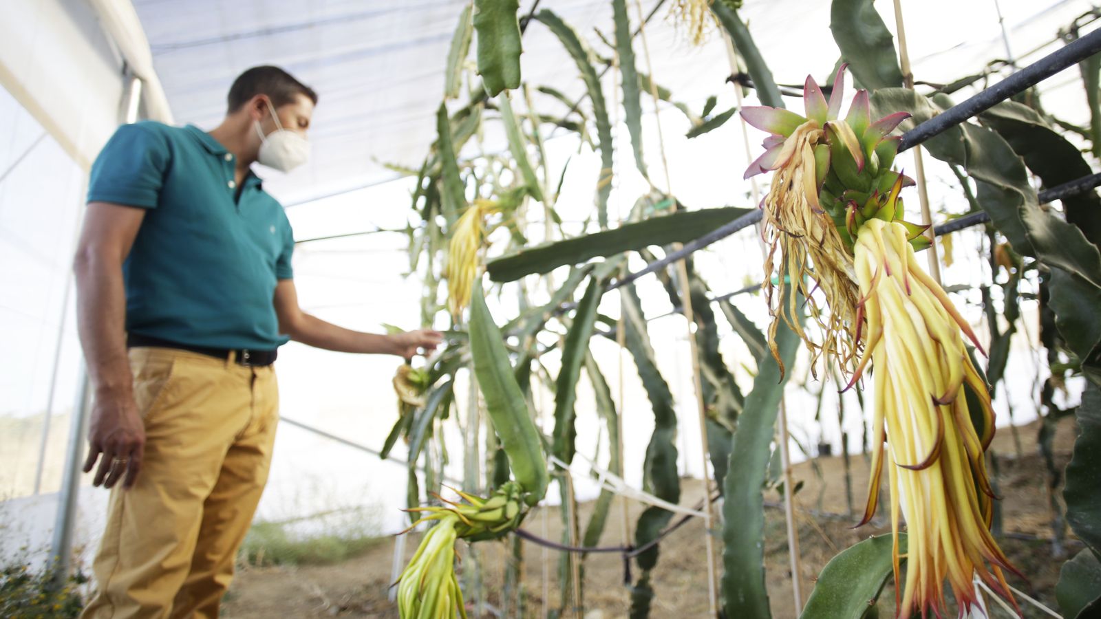 Inicio de la maduración del fruto.