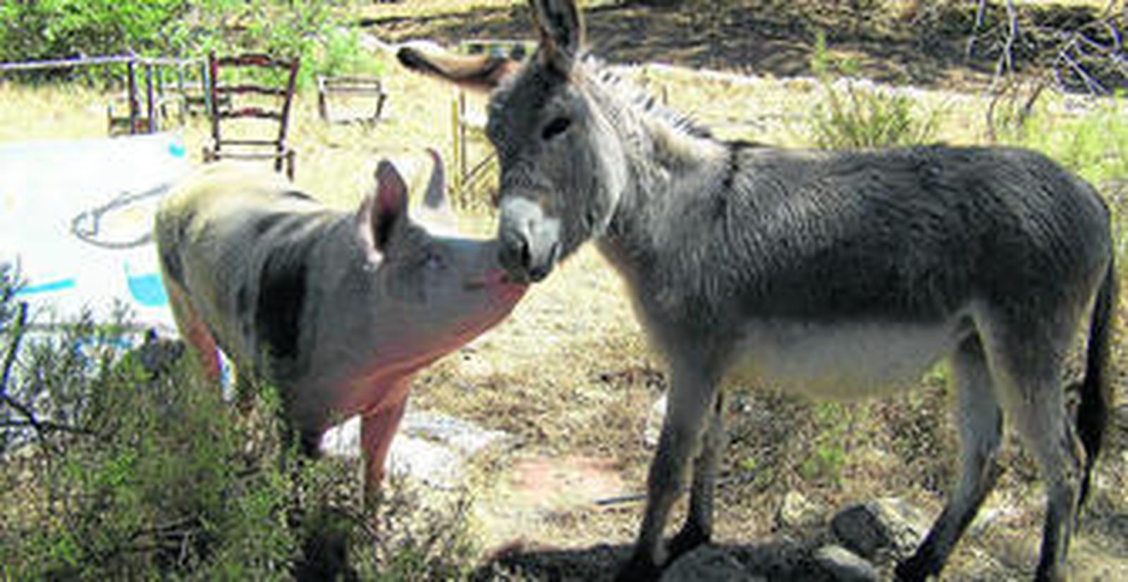 Dior y Califa, en la reserva de Adebo.