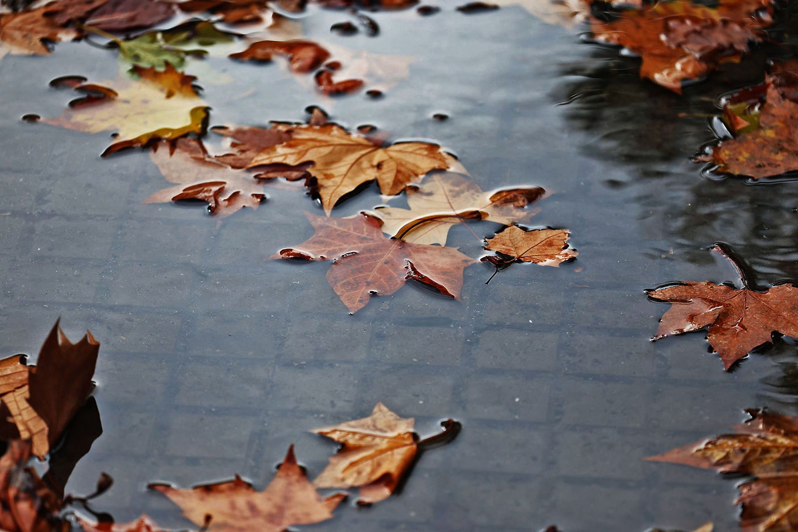 Último domingo de 2025: Ambiente y tiempo inestable marcan los preparativos de fin de año