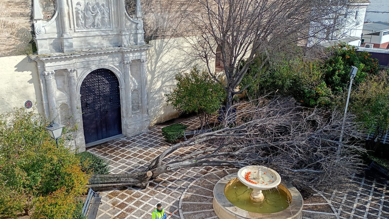 Un árbol desplomado en la Plaza Santa Isabel de Sevilla.