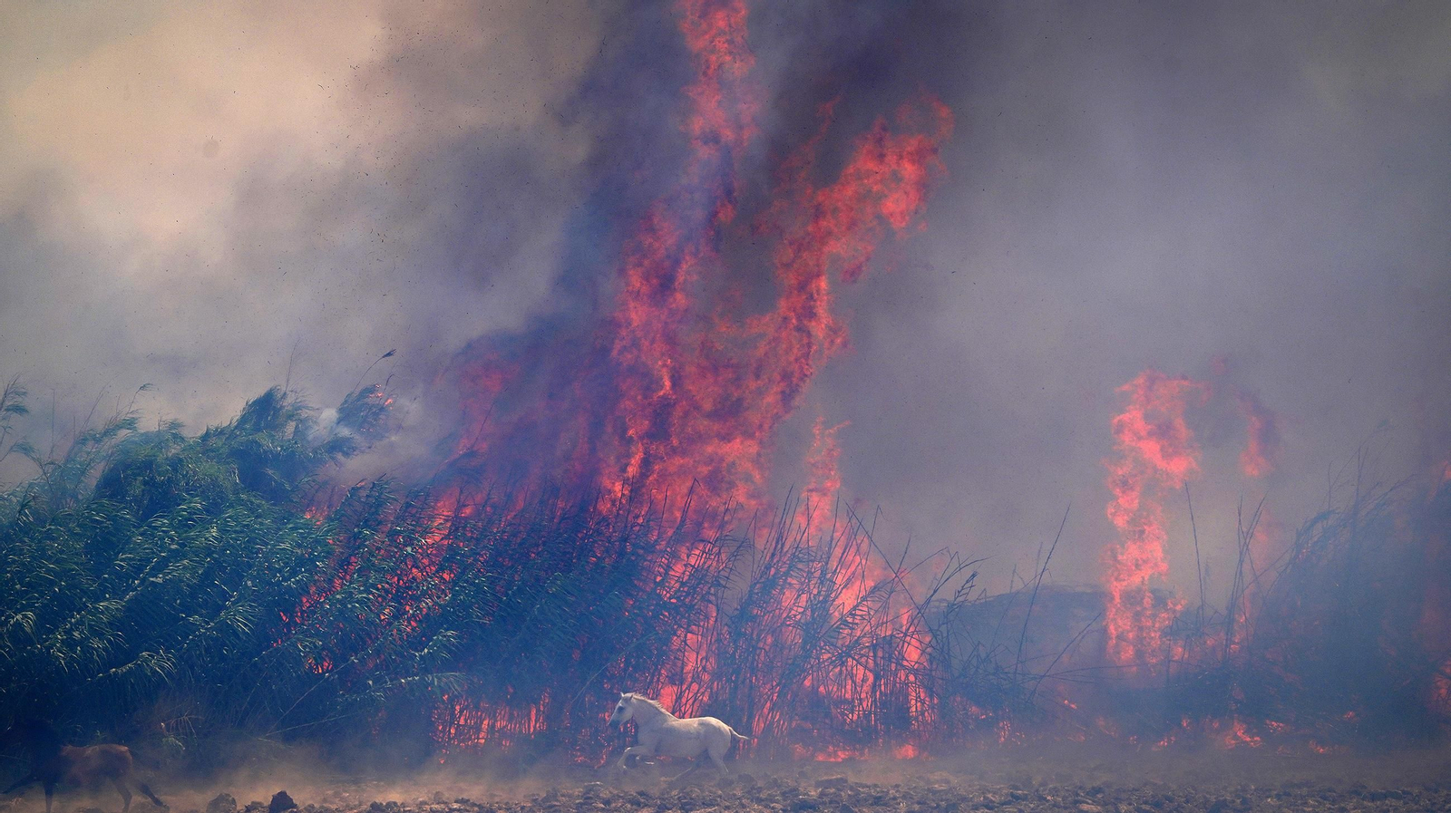 Muere un caballo después de que la manada fuese liberada