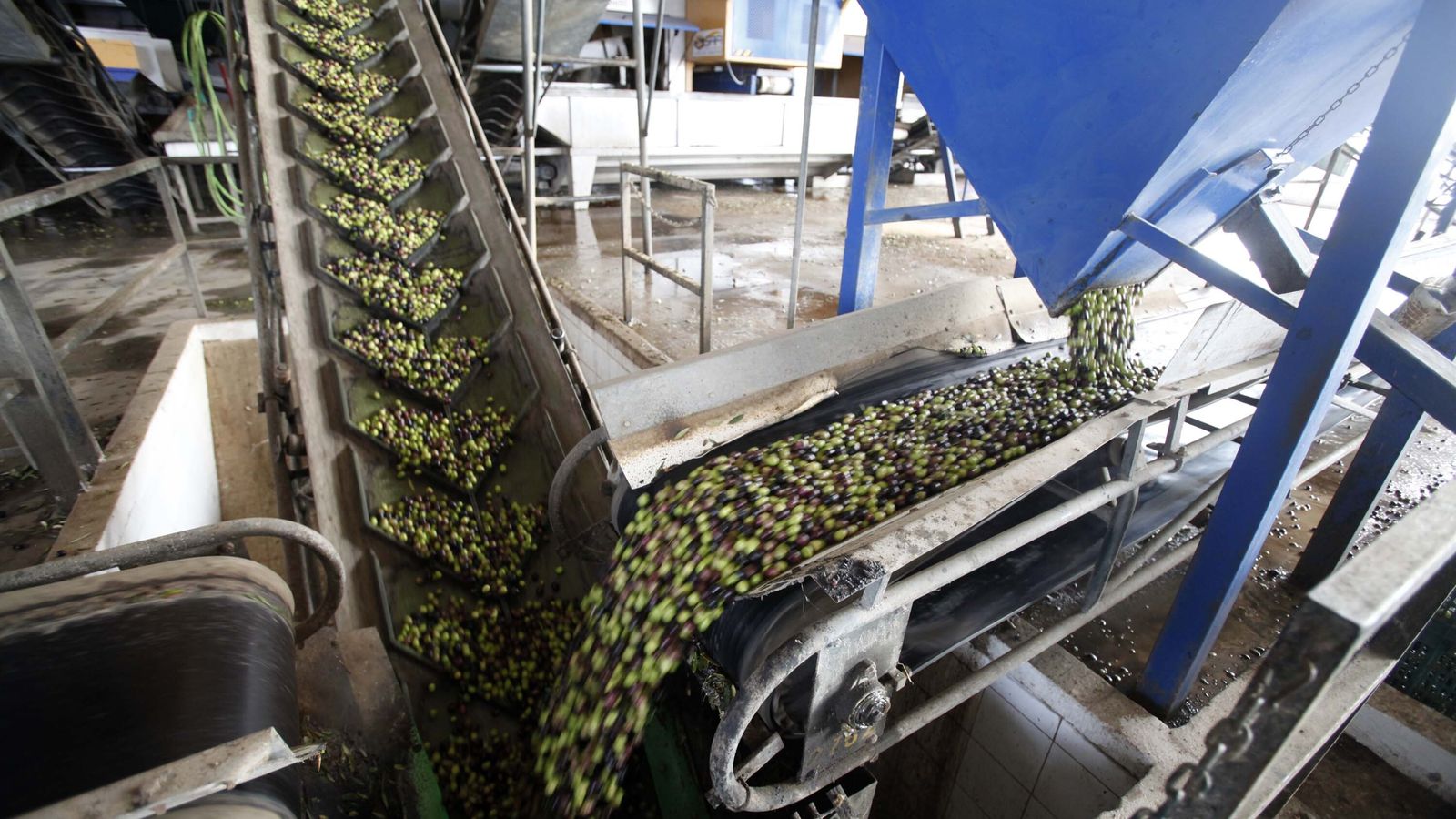 Manipulación de aceitunas en un molino de Beas