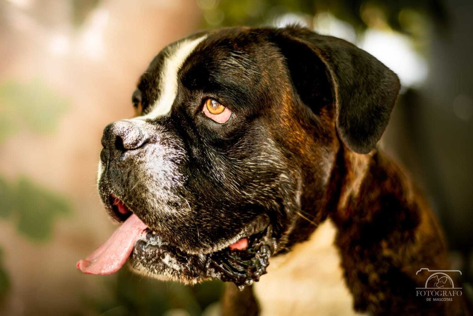 Álbum de las mascotas fotografiadas por 'El fotógrafo de mascotas'