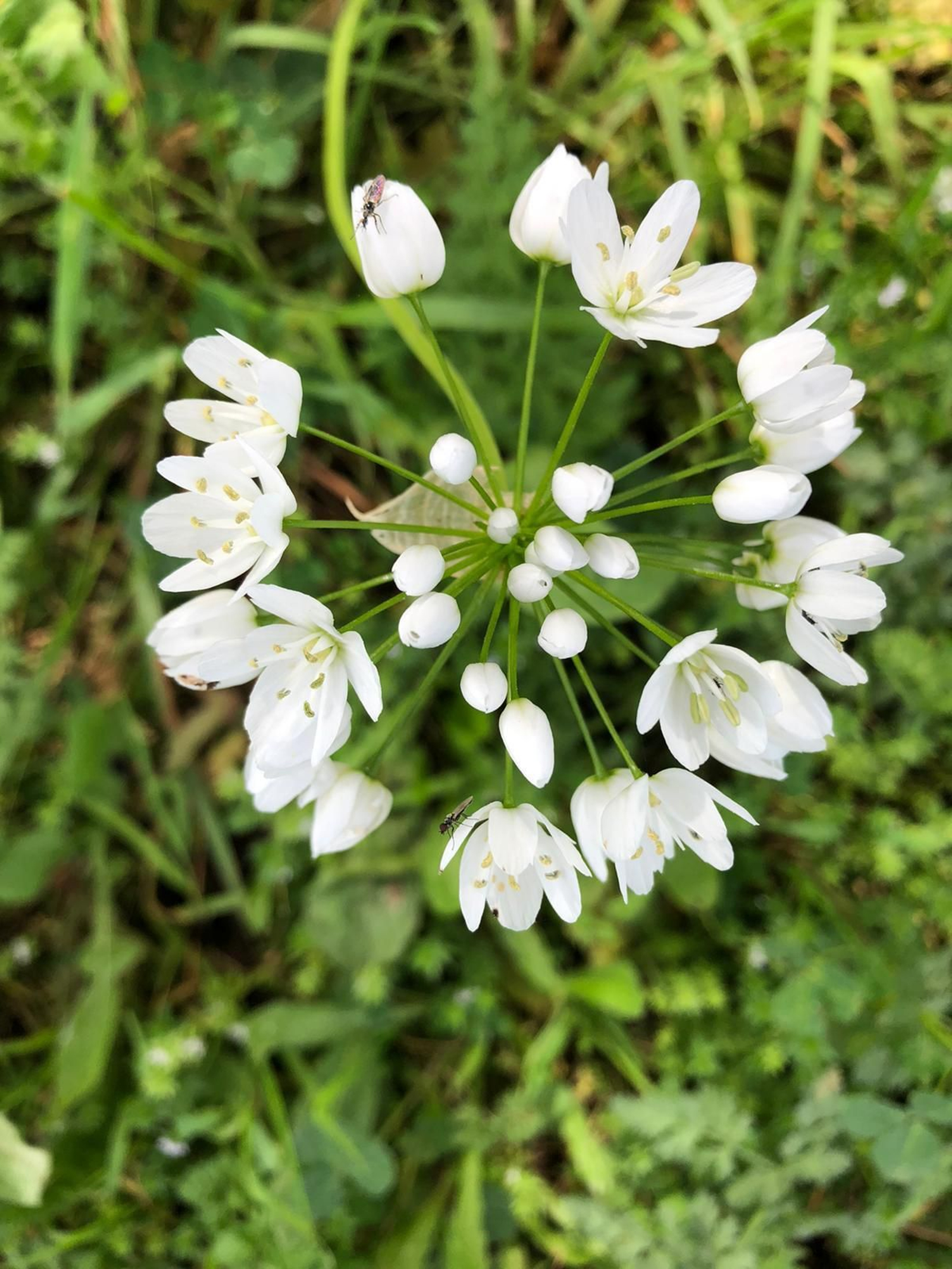 Las fotografías de la primavera en la Campiña de Córdoba
