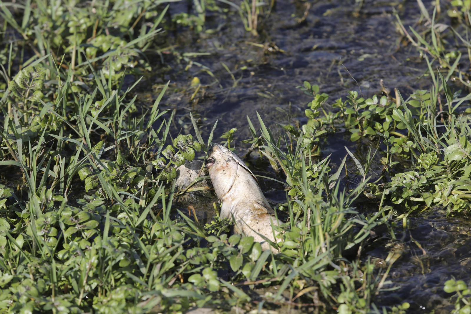 Aparecen cientos de aves y peces muertos en el río Guadalhorce