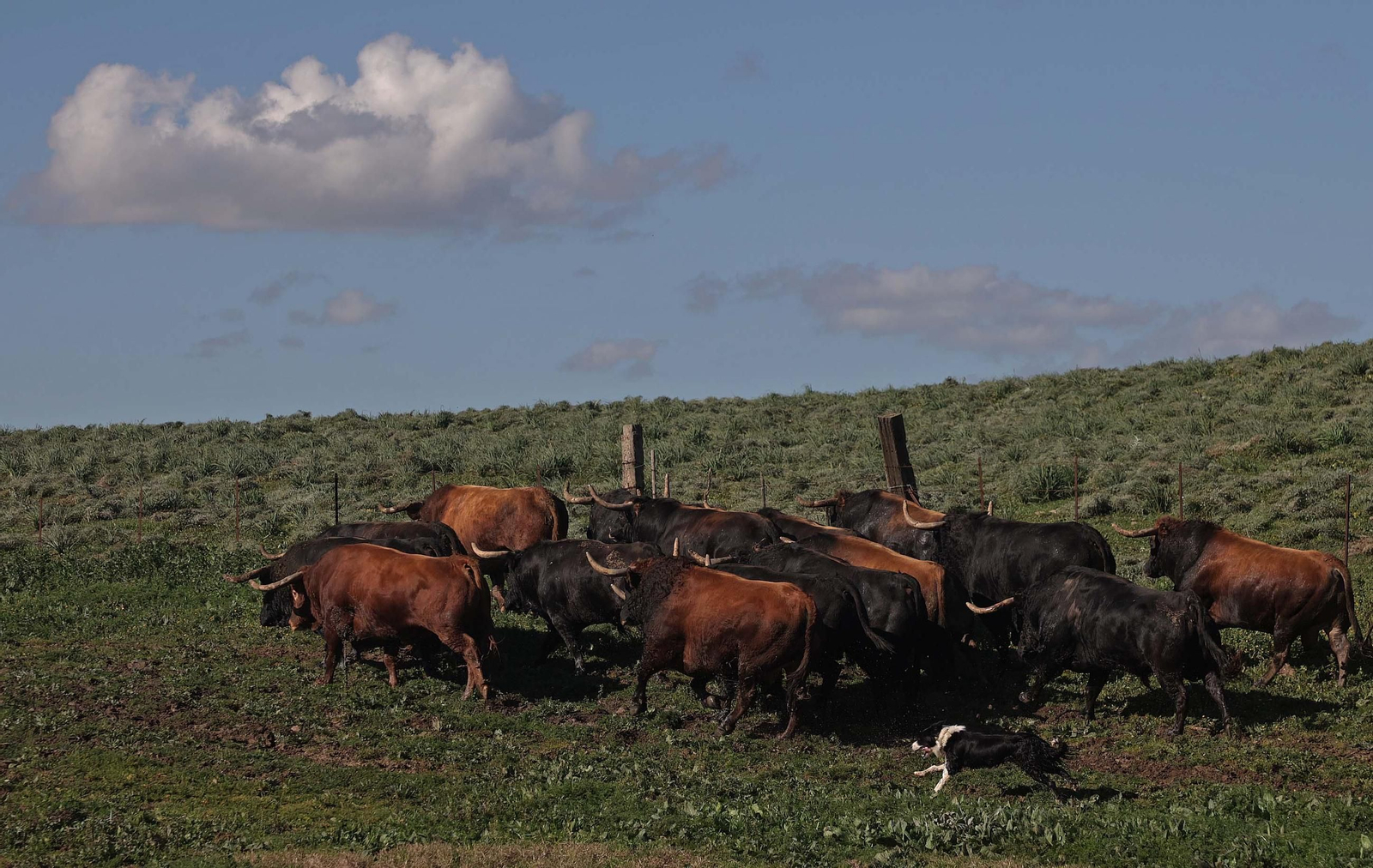 Los toros de La Palmosilla repiten en Pamplona por quinto San Fermín consecutivo, en imágenes