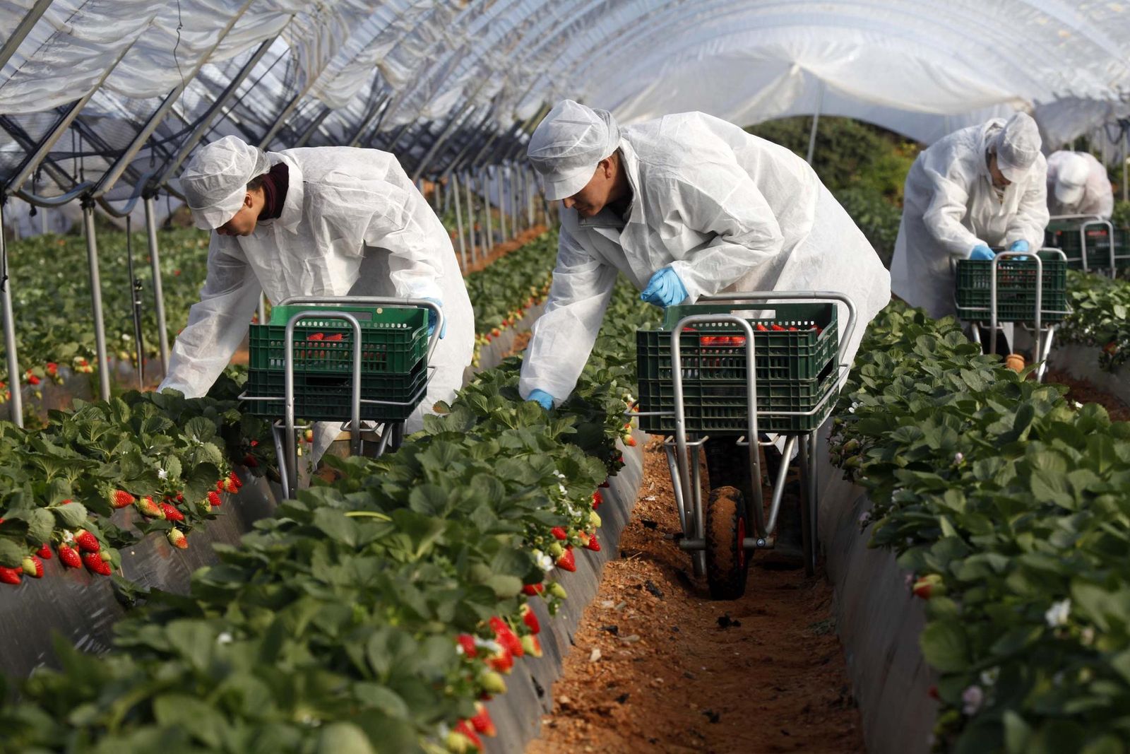 El cultivo de la fresa es determinante en el empleo en Huelva