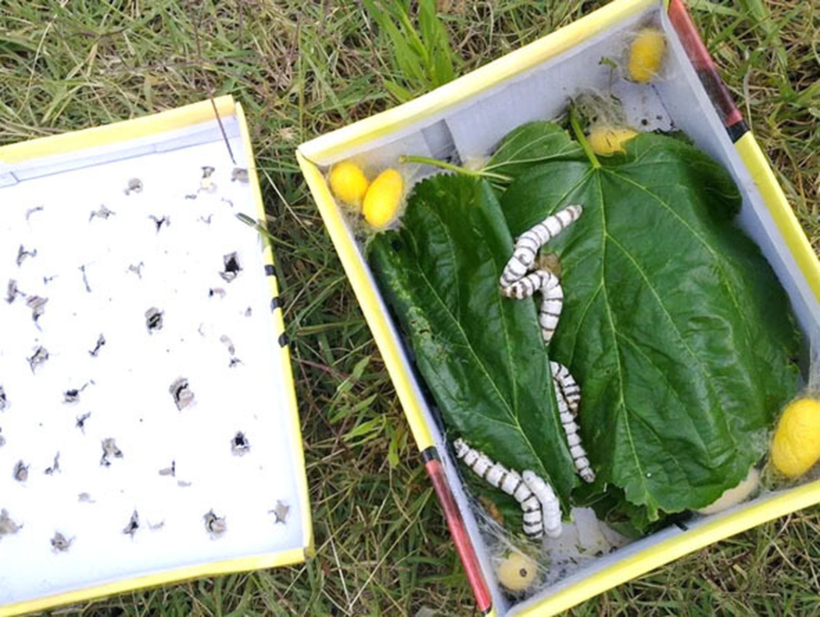 Los niños de Osuna que quieran recibir gusanos de seda deben elaborar un cuento, un dibujo, un cómic o una poesía relacionada con los gusanos de seda.