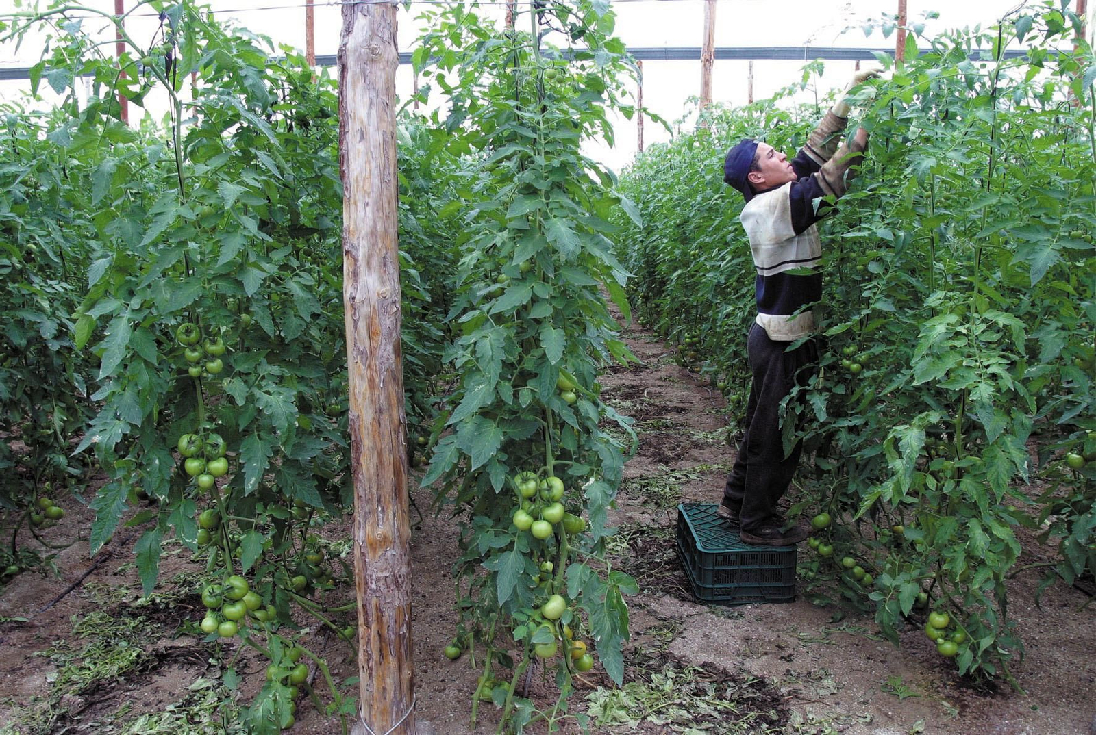 Agricultura ecológica frente a burocracia
