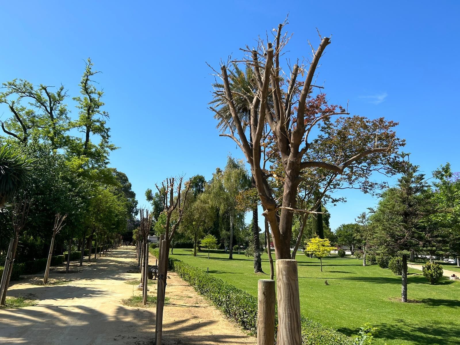 Primer plano de los naranjos secos de los Jardines de las Delicias