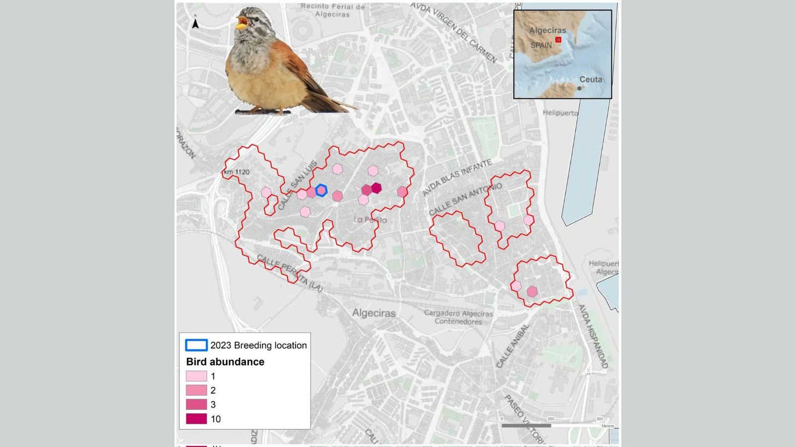 El escribano sahariano cría por primera vez en Europa: 18 ejemplares hallados en la barriada de La Bajadilla de Algeciras.