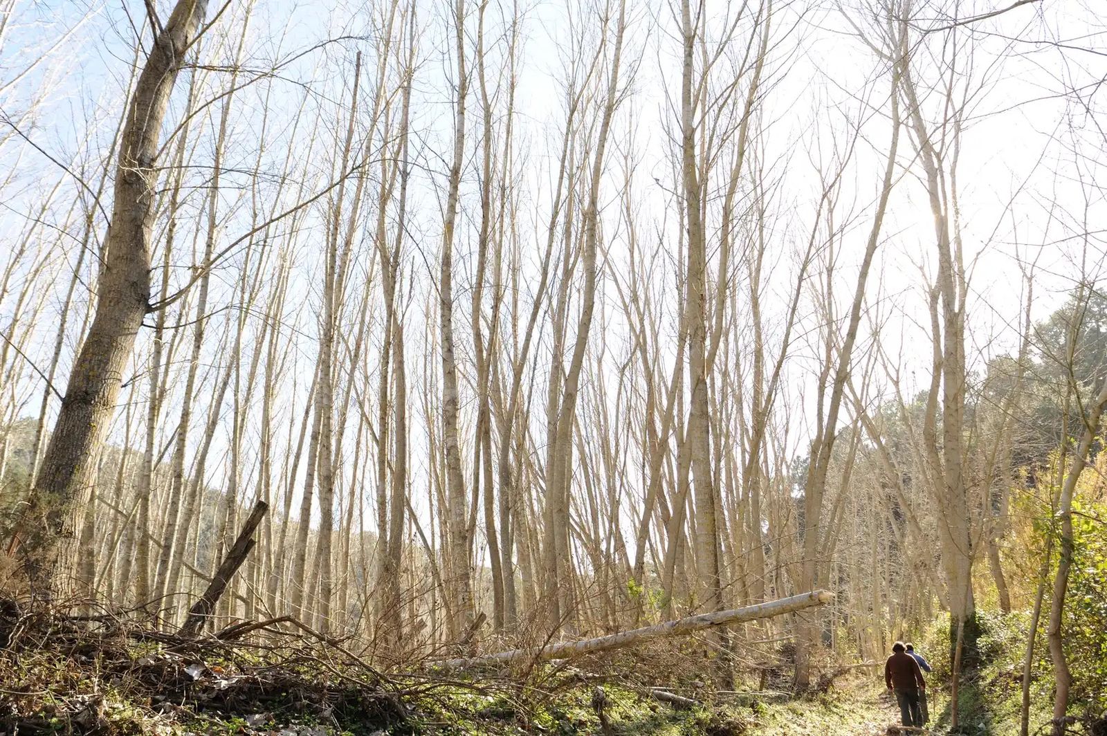 Árboles en el camino.