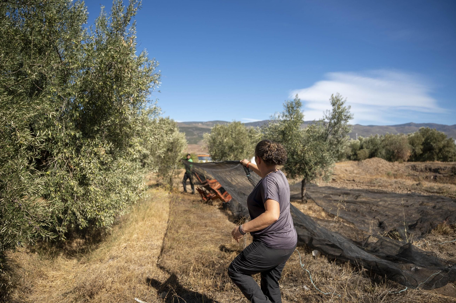Las imágenes de la campaña recogida de acetuna en Fiñana