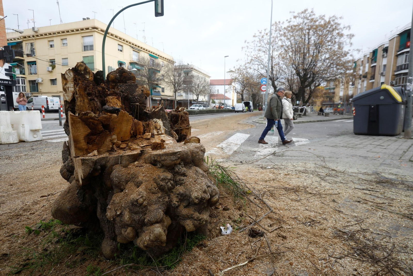 La tala de árboles en la carretera de Trassierra, en fotos La tala de árboles en la carretera de Trassierra, en fotos