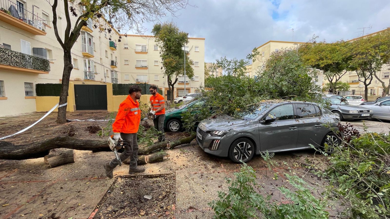 Un árbol de grandes dimensiones cae sobre dos vehículos en La Constancia Un árbol de grandes dimensiones cae sobre dos vehículos en La Constancia