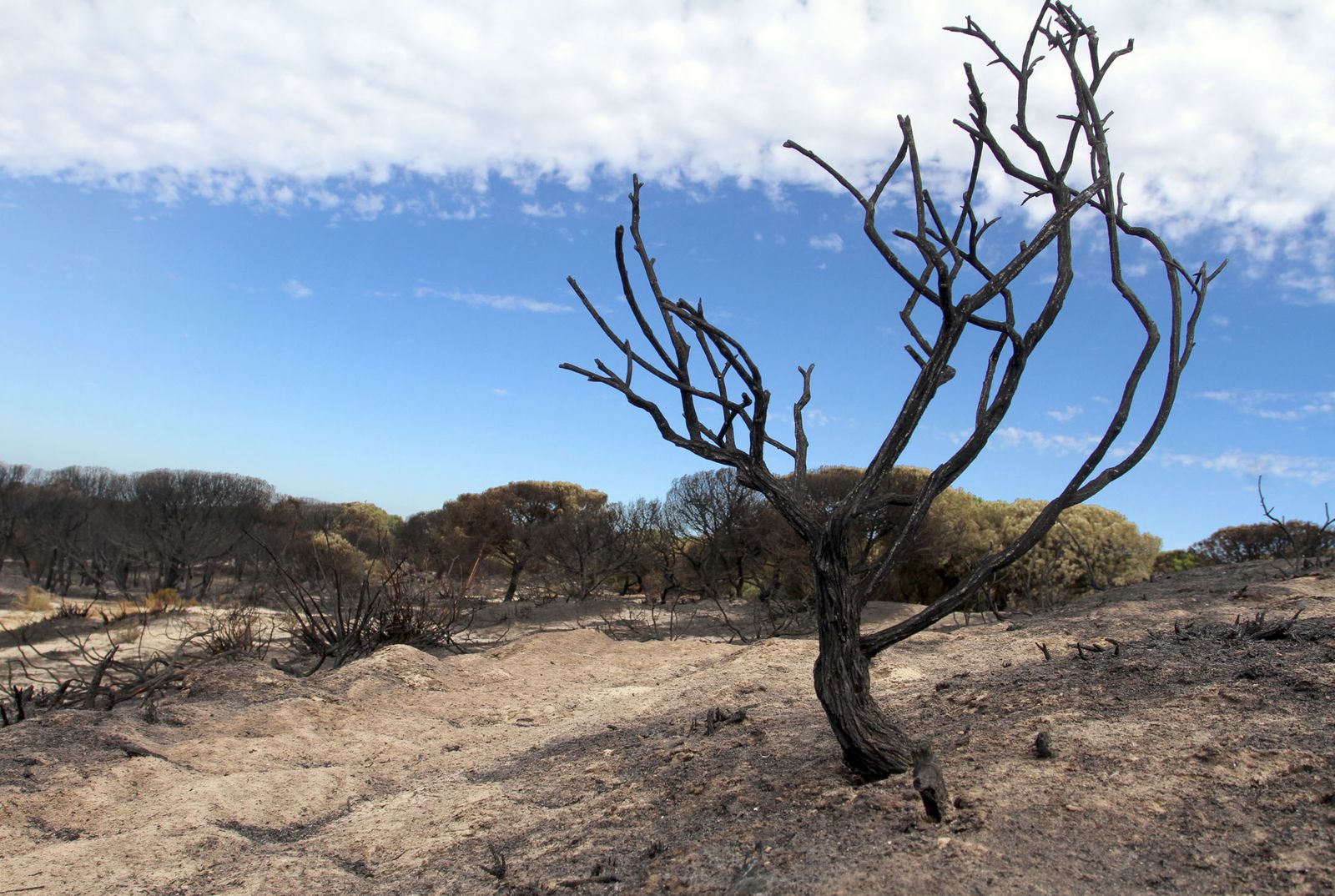 Imágenes de las consecuencias del incendio de Moguer