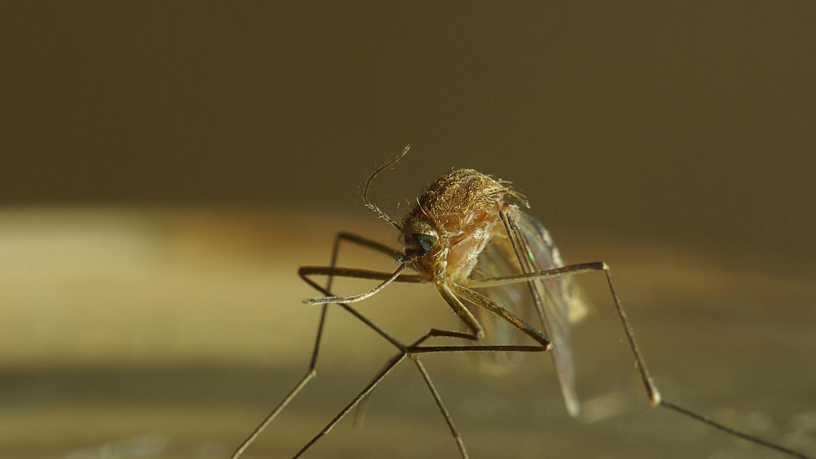 La presencia de los mosquitos también supone una serie de beneficios en nuestro ecosistema.