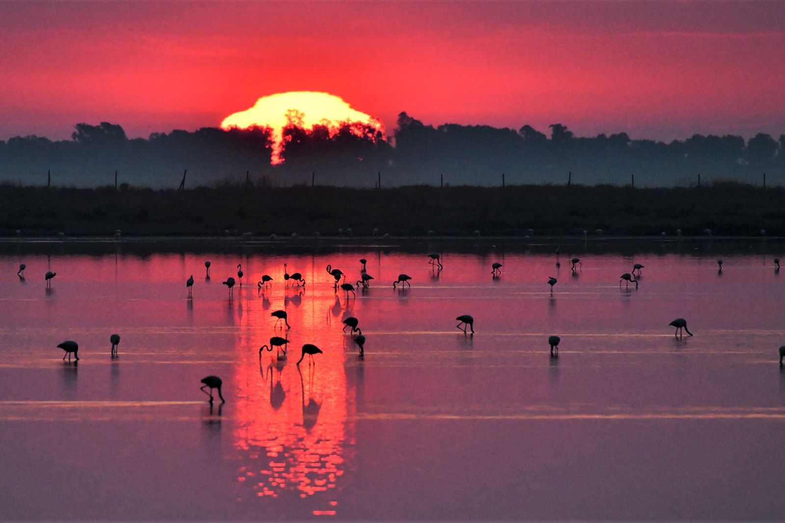 Las imágenes de la  exposición de Carlos Romero sobre la vida silvestre en Veta La Palma.