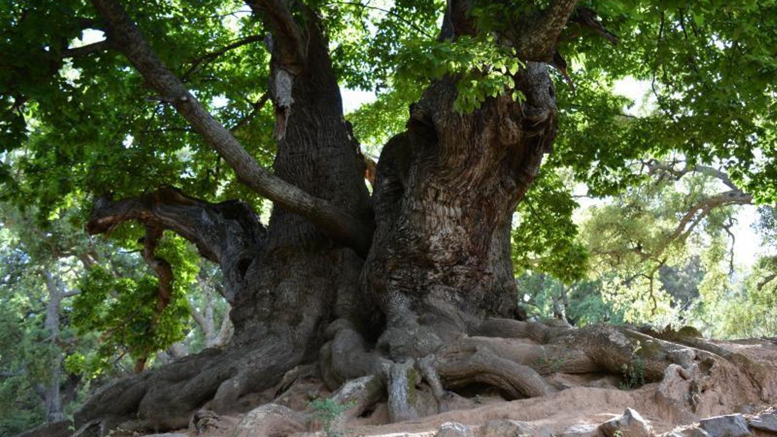 El Castaño Santo de Istán. El Castaño Santo de Istán.