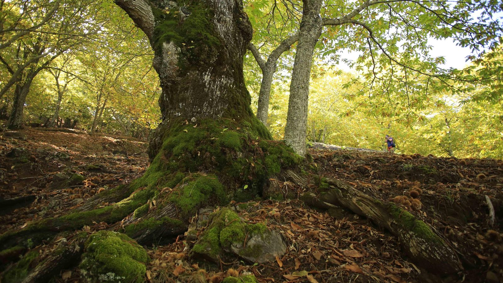 Quien no ama los árboles, no es capaz de amar nada.