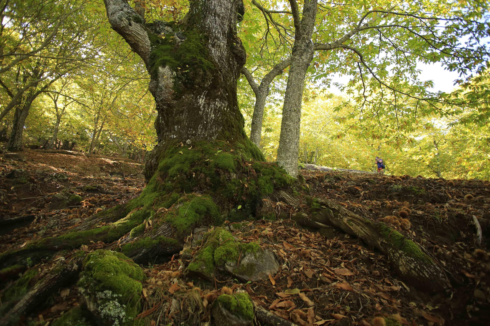 El Bosque de Cobre en el primer otoño de la pandemia