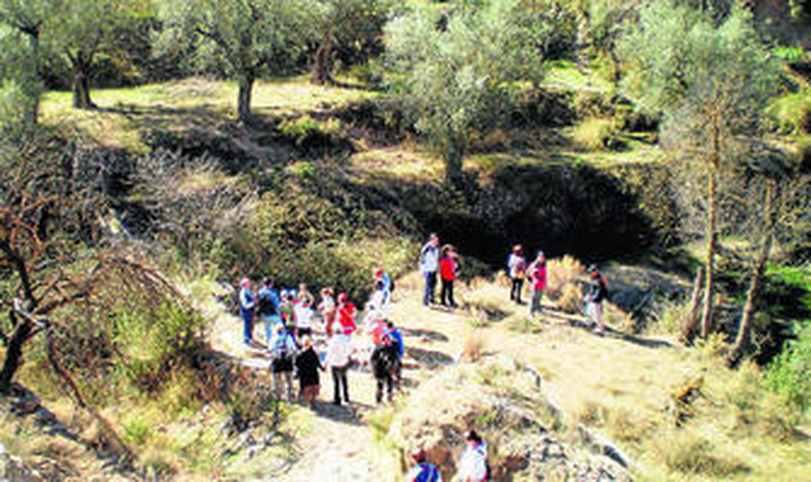 1. Los olivos centenarios se elevan por el paraje y hacen pequeños a sus visitantes. 2. Es necesario llevar ropa cómoda para obtener la máxima movilidad.