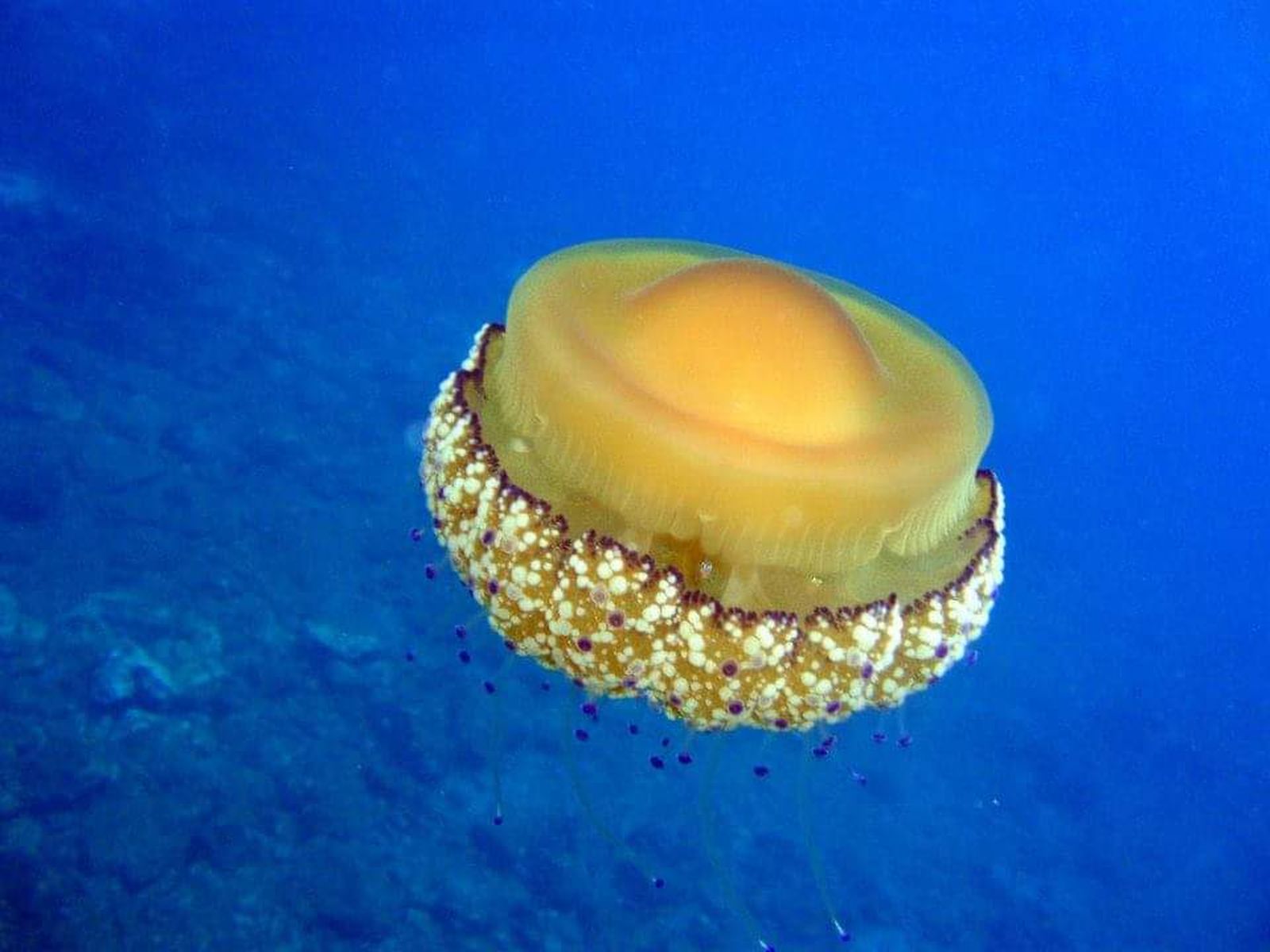 La medusa huevo frito vive en el mar Mediterráneo y, al contrario que otras especies, no es venenosa para el ser humano.