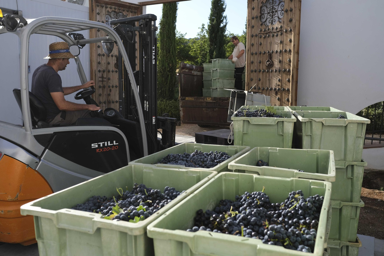 La vendimia de la Serranía de Ronda, en fotos.