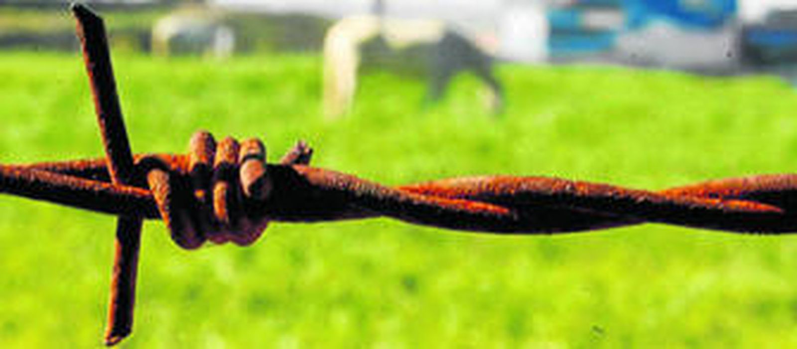 El caballo ha sido una de las figuras más perjudicadas por la crisis, bajando su valor y rentabilidad hasta en un 70% en los últimos dos años.