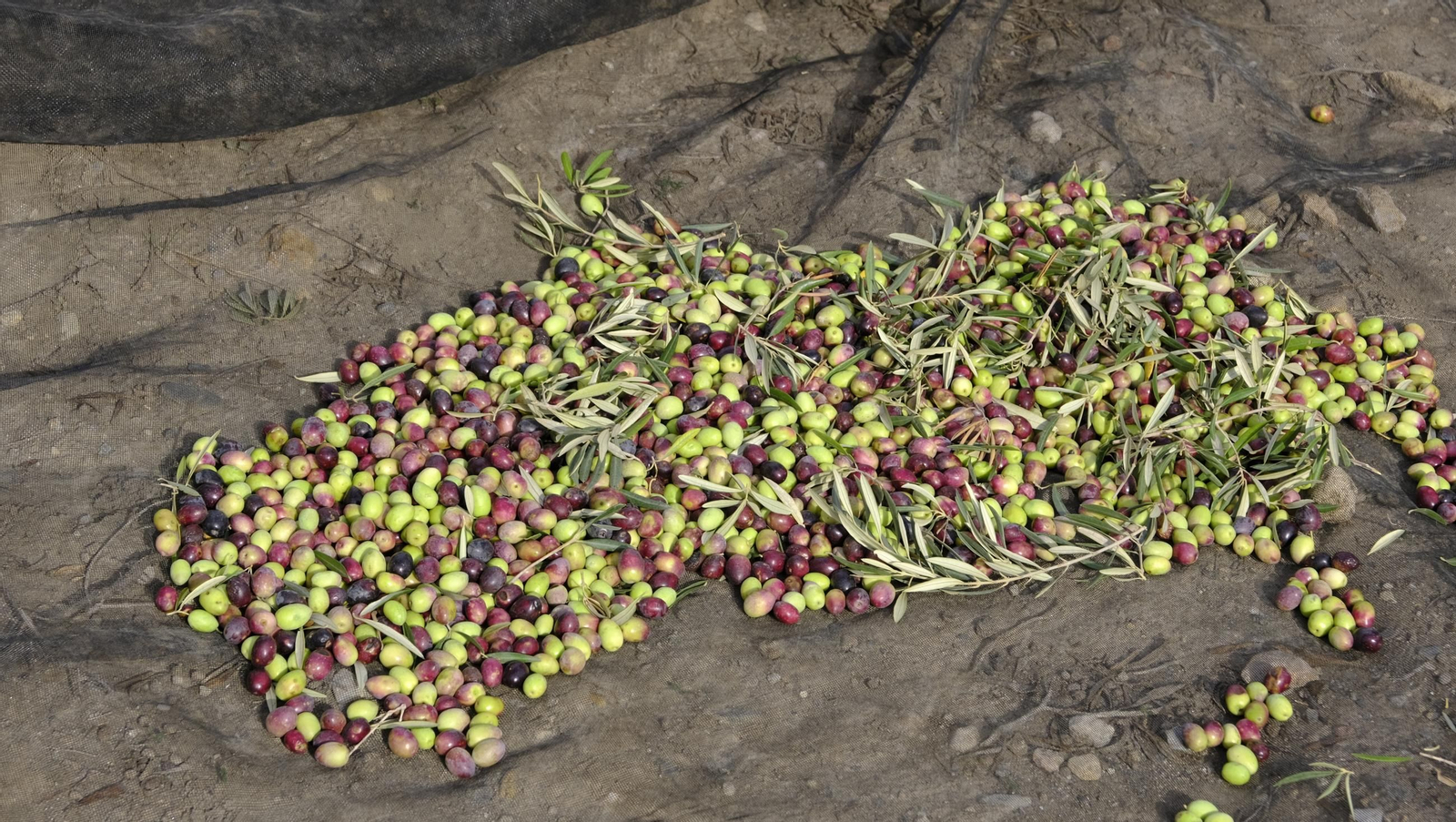 Época de recogida de aceitunas, en imágenes