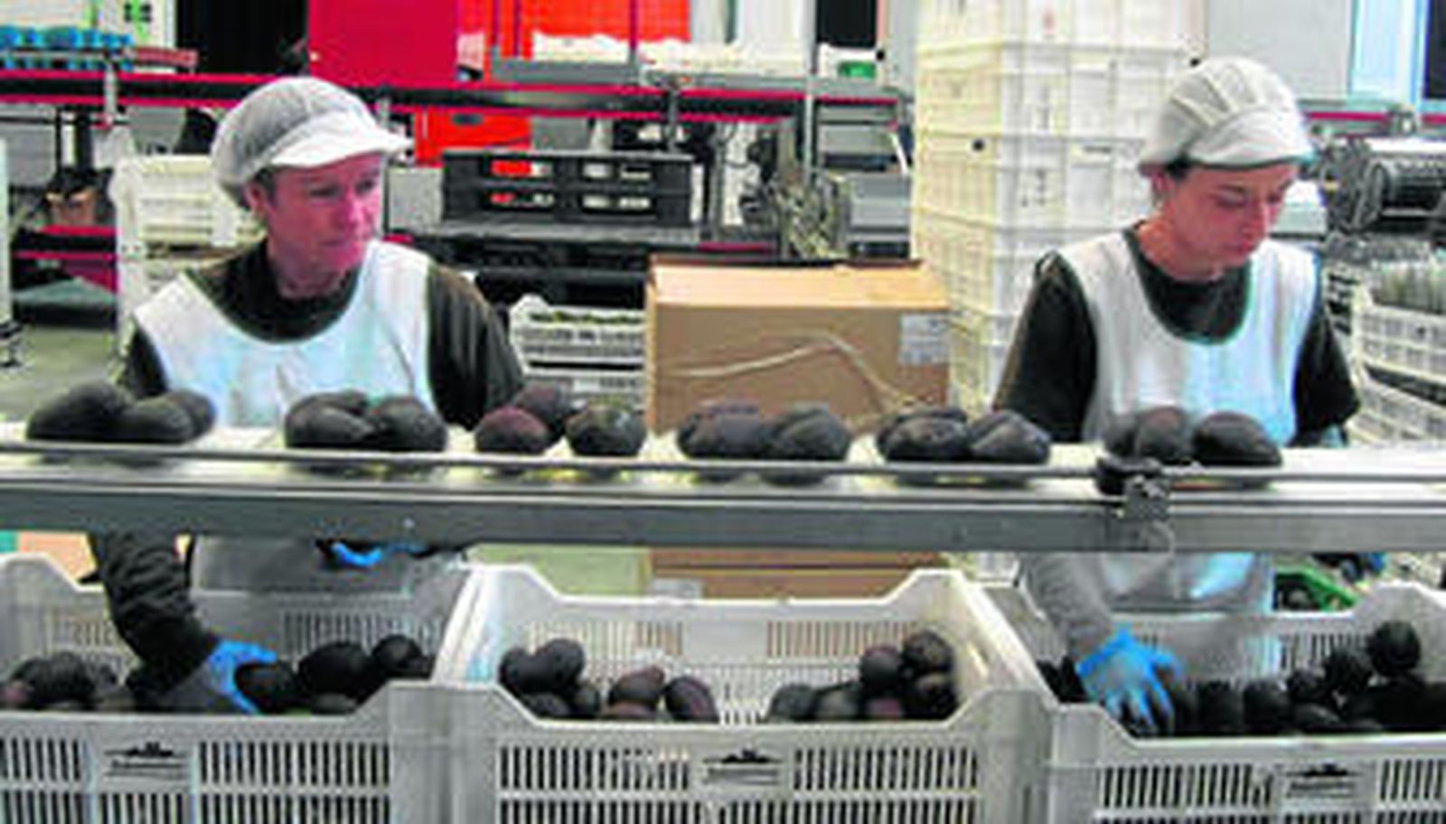 Dos operarias, en la planta que Frutas Montosa tiene en Vélez-Málaga, donde trabaja con aguacate, mango y guacamole.