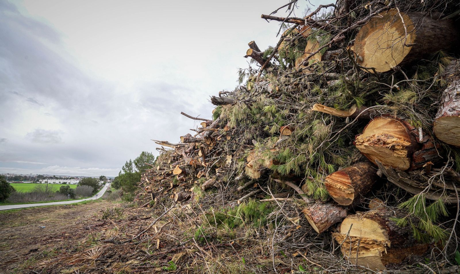 Troncos acumulados de los árboles caídos y podados por seguridad en el parque de Estella, tras las borrascas.