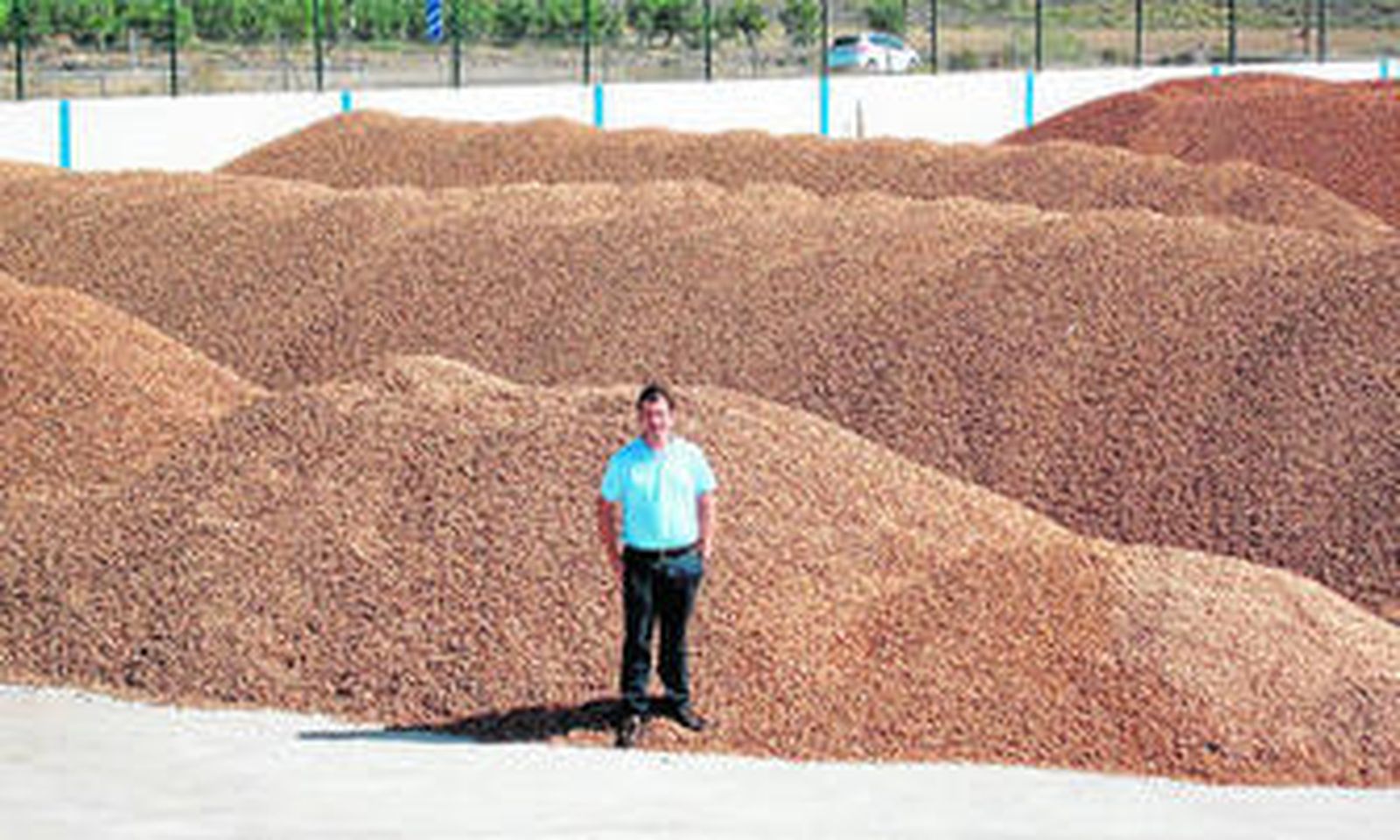 El rendimiento ha bajado a consecuencia de la sequía del invierno.