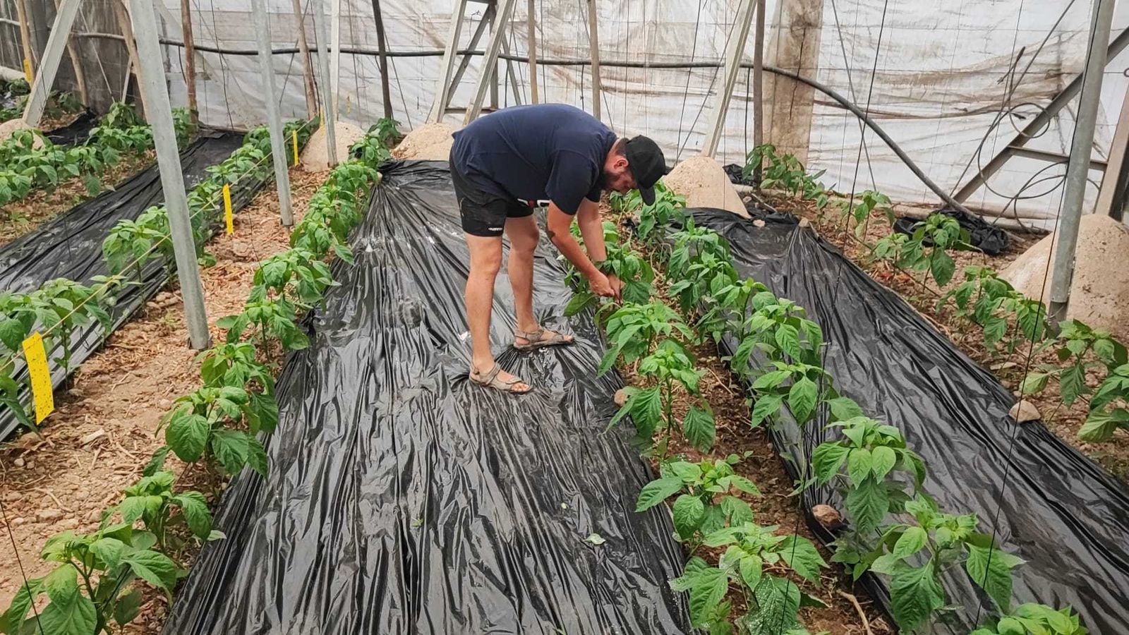 Cultivo de pimientos tempranos en Dalías.