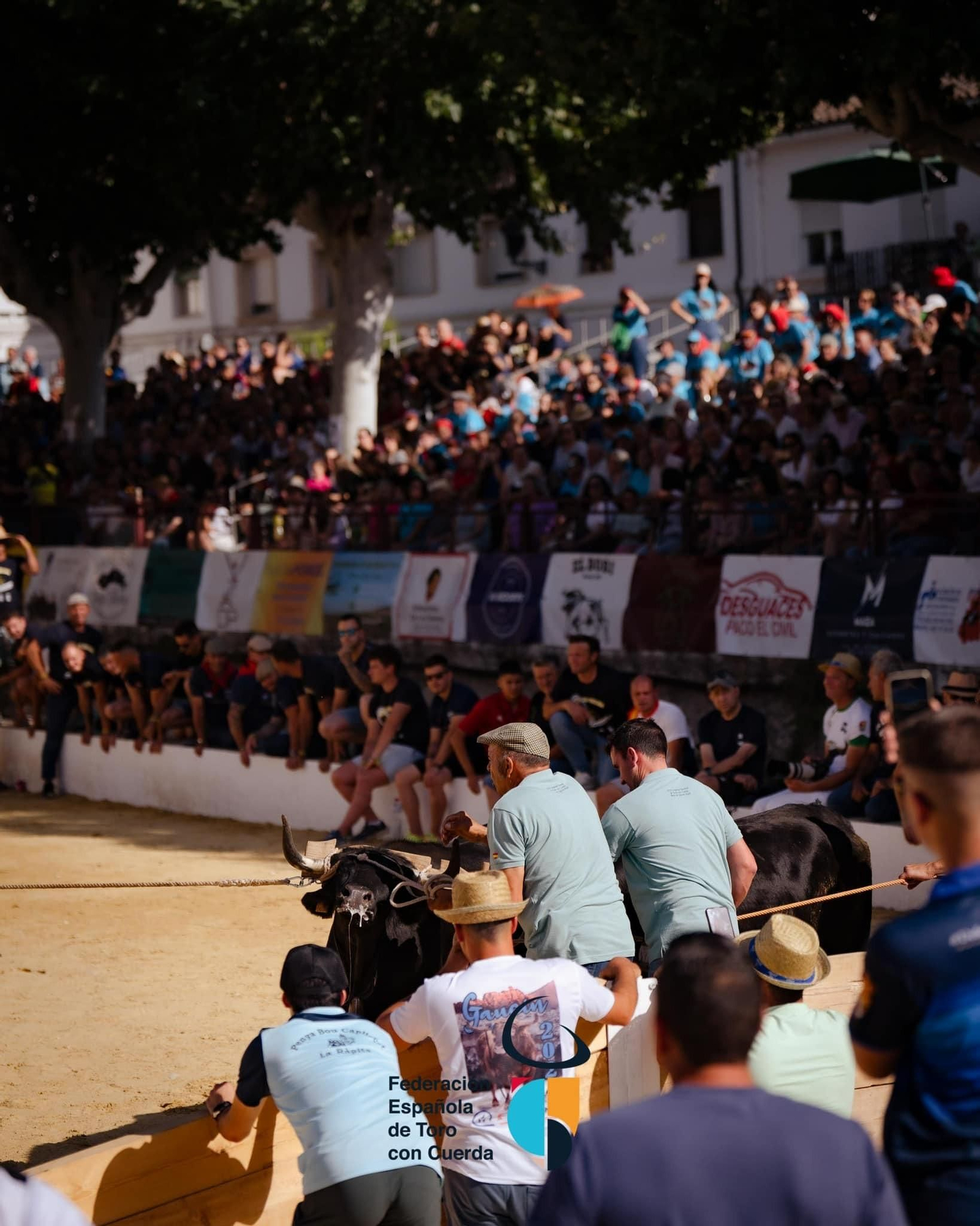 Congreso Nacional ‘Toro con Cuerda’ de Beas de Segura, en imágenes
